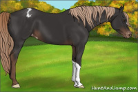 Horse Color:Liver Chestnut Appaloosa 