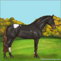 Horse Color:Liver Chestnut Appaloosa 
