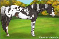 Horse Color:White Spotted Liver Chestnut Frame Appaloosa 