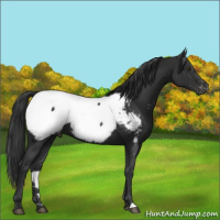 Horse Color:Liver Chestnut Appaloosa 