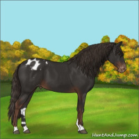 Horse Color:Liver Chestnut Appaloosa 
