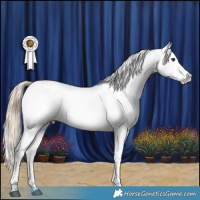 Horse Color:Chocolate Palomino Dun Appaloosa 