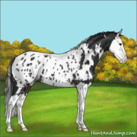 Horse Color:White Spotted Liver Chestnut Splash Appaloosa 