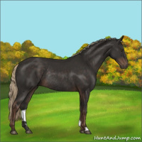 Horse Color:Liver Chestnut Rabicano 