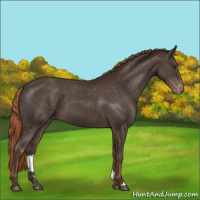 Horse Color:Liver Chestnut Appaloosa 