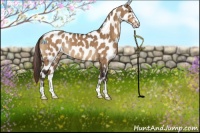 Horse Color:Buckskin Dun Sabino Appaloosa Rabicano