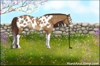 Horse Color:Buckskin Dun Sabino Splash Appaloosa