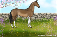 Horse Color:Gray Buckskin Dun Tobiano Rabicano 