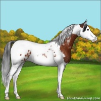Horse Color:Brown Splash Tobiano Appaloosa Rabicano 