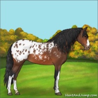 Horse Color:Bay Appaloosa 