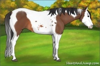 Horse Color:Bay Splash Tobiano 