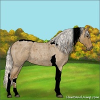 Horse Color:Silver Smoky Blue Roan Tobiano