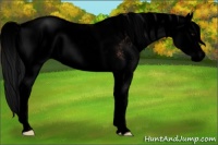 Horse Color:Void Bay Sabino Rabicano 