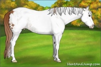 Horse Color:White Spotted Chestnut 