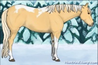 Horse Color:Palomino Tobiano 