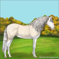 Horse Color:Silver Amber Champagne Roan Dun Splash 