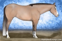 Horse Color:Amber Champagne Sabino Splash Rabicano 