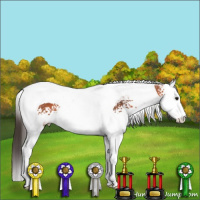 Horse Color:White Spotted Bay Splash Tobiano 