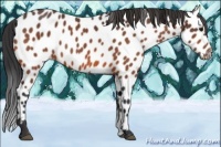 Horse Color:Bay Sabino Appaloosa 