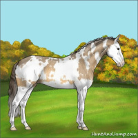 Horse Color:White Spotted Buckskin Roan Splash Appaloosa 