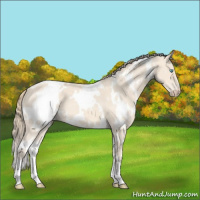 Horse Color:White Spotted Perlino Roan 