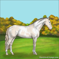 Horse Color:White Spotted Perlino Appaloosa 