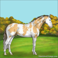 Horse Color:White Spotted Buckskin Roan Splash Appaloosa 