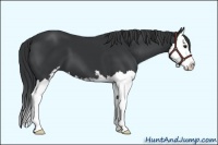 Horse Color:Black Sabino Splash 