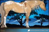 Horse Color:Chocolate Palomino Dun Tobiano 