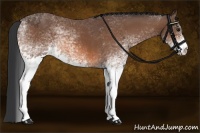 Horse Color:White Spotted Bay 