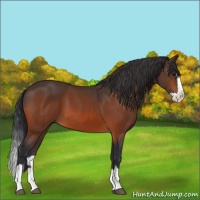 Horse Color:Bay Splash 