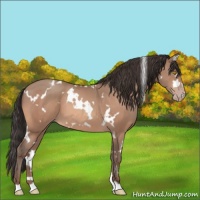 Horse Color:White Spotted Amber Champagne 