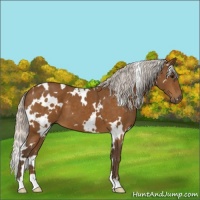 Horse Color:White Spotted Silver Buckskin 
