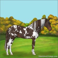Horse Color:White Spotted Liver Chestnut 