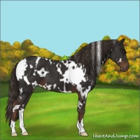 Horse Color:White Spotted Liver Chestnut 