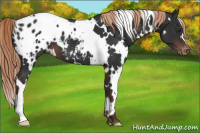 Horse Color:White Spotted Liver Chestnut Blanket 