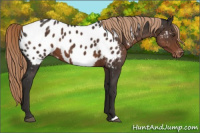 Horse Color:Liver Chestnut Appaloosa 