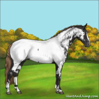 Horse Color:White Spotted Liver Chestnut Sabino Appaloosa 
