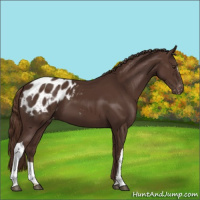 Horse Color:Liver Chestnut Appaloosa 