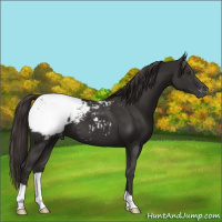 Horse Color:Liver Chestnut Snowcap 