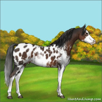 Horse Color:Liver Chestnut Sabino Appaloosa 