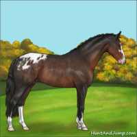 Horse Color:Liver Chestnut Sabino Appaloosa Rabicano 