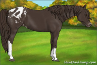 Horse Color:Liver Chestnut Appaloosa 
