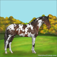 Horse Color:White Spotted Liver Chestnut Appaloosa 