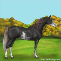 Horse Color:Liver Chestnut Sabino 