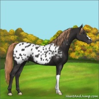 Horse Color:Liver Chestnut Near Leopard 