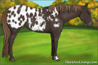 Horse Color:Liver Chestnut Appaloosa 