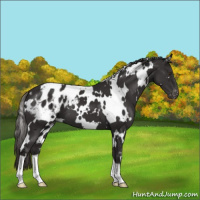 Horse Color:White Spotted Liver Chestnut Appaloosa 