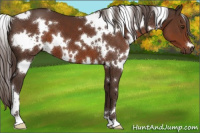 Horse Color:White Spotted Liver Chestnut 