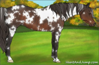 Horse Color:White Spotted Liver Chestnut 